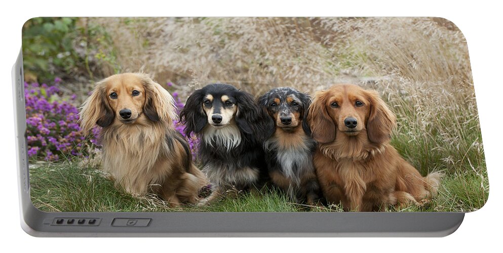 Dachshund Portable Battery Charger featuring the photograph Miniature Long-haired Dachshunds #12 by John Daniels