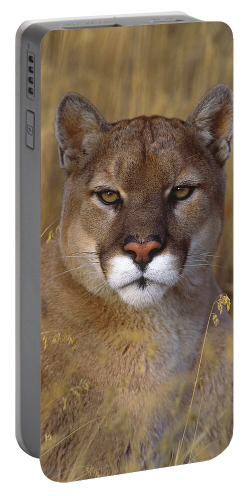 Feb0514 Portable Battery Charger featuring the photograph Mountain Lion Montana #1 by Tom Vezo