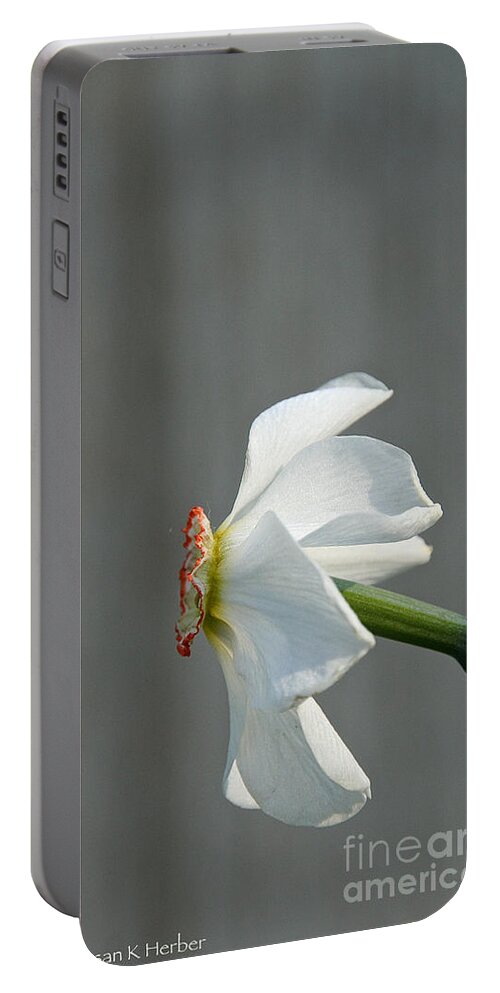 Flower Portable Battery Charger featuring the photograph Narcissus Profiled by Susan Herber