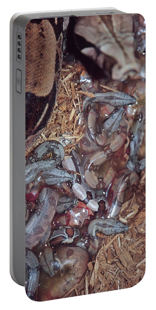 Animal Portable Battery Charger featuring the photograph New Born Red-tail Boa Constrictors #1 by Paul Whitten