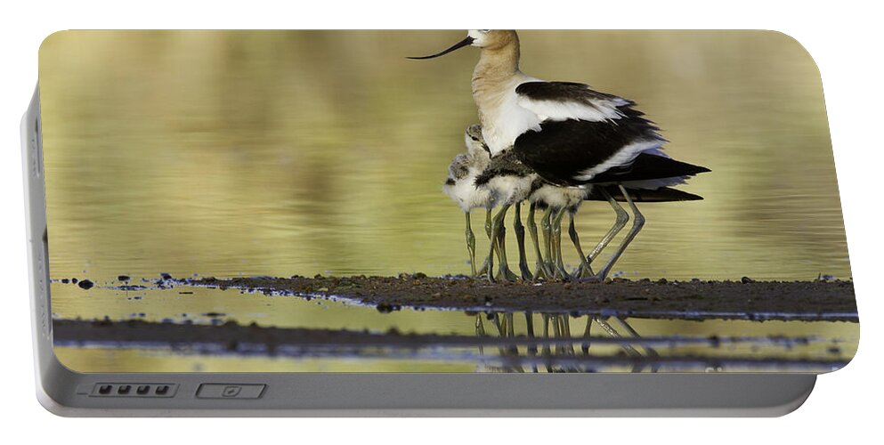 American Avocet Portable Battery Charger featuring the photograph Nice legs #1 by Bryan Keil
