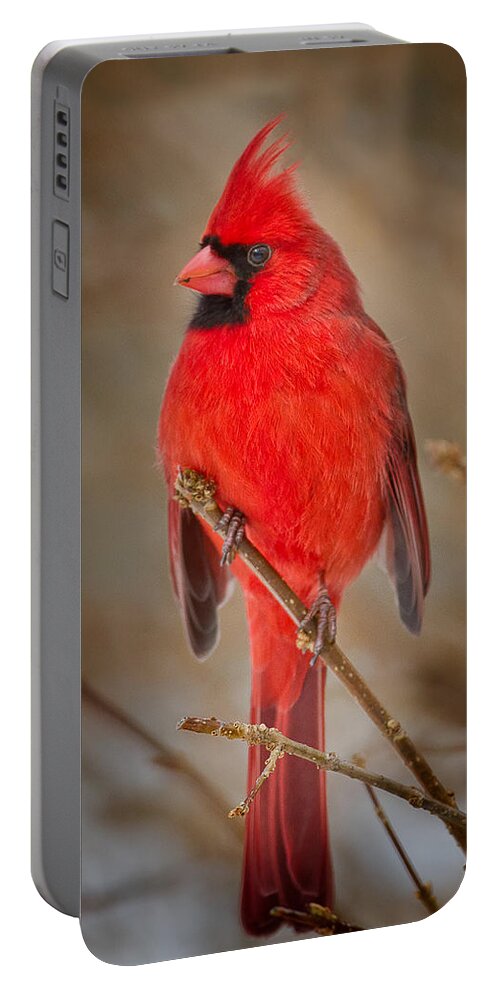 Cardinal Portable Battery Charger featuring the photograph Northern Cardinal by Bill Wakeley