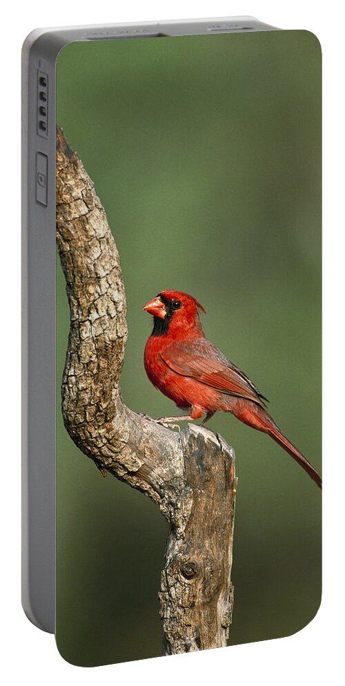 Feb0514 Portable Battery Charger featuring the photograph Northern Cardinal Male Texas by Tom Vezo