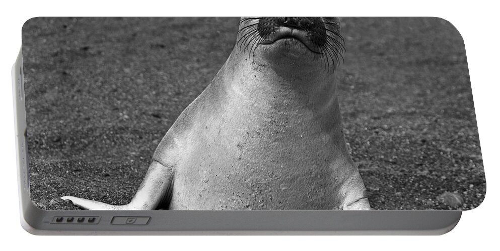 Mirounga Angustirostris Portable Battery Charger featuring the photograph Northern Elephant Seal Weaner #1 by Liz Leyden