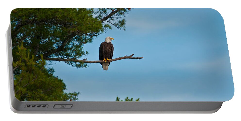 Bald Eagle Portable Battery Charger featuring the photograph Out on a Limb #1 by Brenda Jacobs