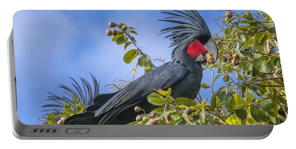 D. Parer E. Parer-cook Portable Battery Charger featuring the photograph Palm Cockatoo Male Feeding On Nonda #1 by D. Parer & E. Parer-Cook