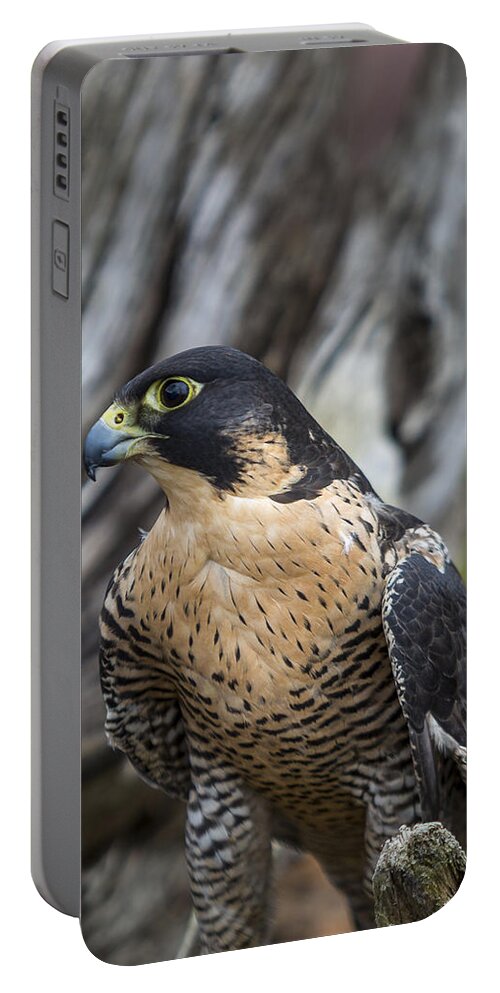 Aerial Portable Battery Charger featuring the photograph Peregrine Falcon #1 by Jack R Perry