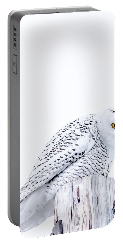Snowy Portable Battery Charger featuring the photograph Piercing Eyes by Cheryl Baxter
