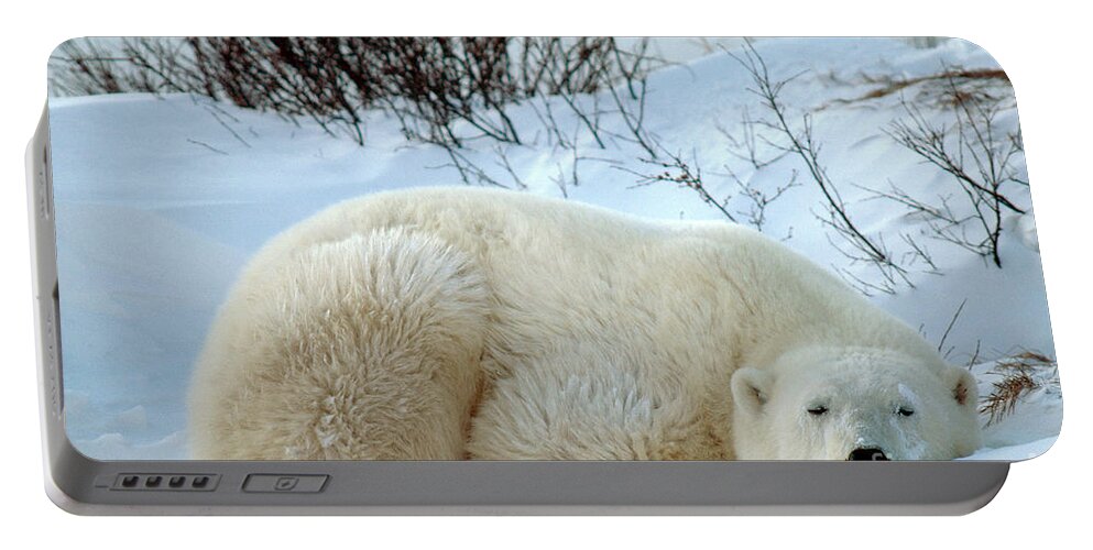 Polar Bear Portable Battery Charger featuring the photograph Polar Bear #3 by Mark Newman
