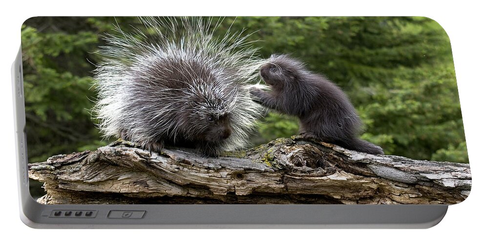 Porcupine Portable Battery Charger featuring the photograph Porcupines #1 by Linda Freshwaters Arndt