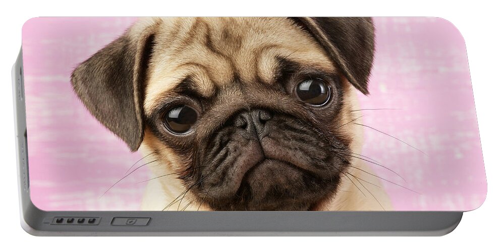 Puppy Horizontal Pug Puppies Sitting Pugs Portable Battery Charger featuring the photograph Pug Portrait #1 by MGL Meiklejohn Graphics Licensing