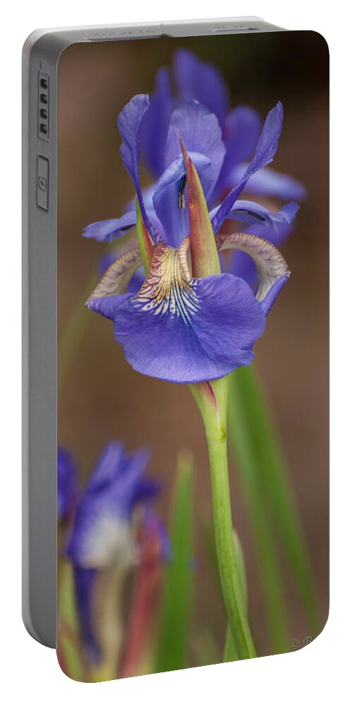 Bearded Iris Portable Battery Charger featuring the photograph Purple Bearded Iris #1 by Brenda Jacobs