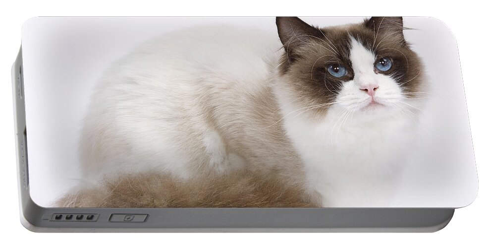 Cat Portable Battery Charger featuring the photograph Ragdoll Cat #1 by Jean-Michel Labat