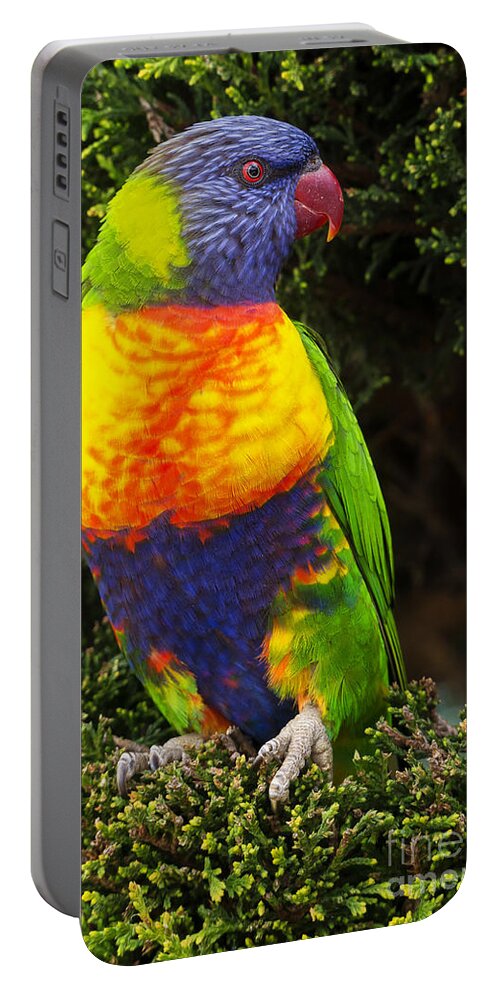 Lorikeets Portable Battery Charger featuring the photograph Rainbow lorikeets #1 by Steven Ralser