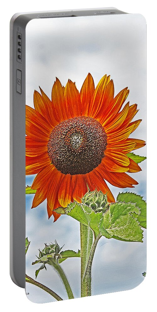 Red Face Sunflower At Olympia Portable Battery Charger featuring the photograph Red Face Sunflower At Olympia #1 by Tom Janca