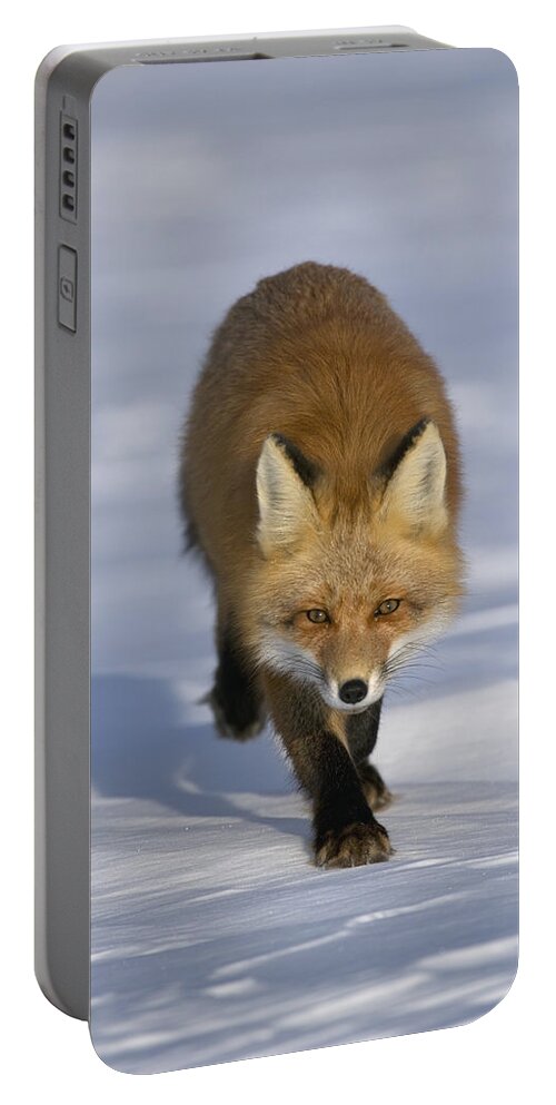 Feb0514 Portable Battery Charger featuring the photograph Red Fox Walking In Snow Alaska #1 by Michael Quinton
