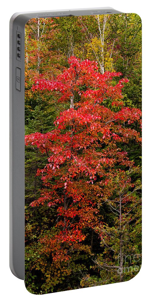 Red Portable Battery Charger featuring the photograph Red maple tree #1 by Les Palenik
