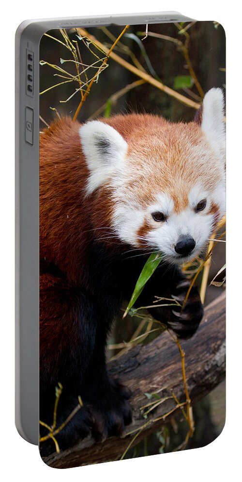 Animal Portable Battery Charger featuring the photograph Red Panda Ailurus Fulgens In Captivity #1 by David Kenny