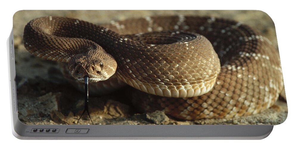Feb0514 Portable Battery Charger featuring the photograph Red Rattlesnake Baja California Mexico #1 by Larry Minden