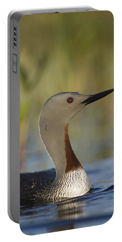 Feb0514 Portable Battery Charger featuring the photograph Red-throated Loon In Breeding Plumage #1 by Michael Quinton