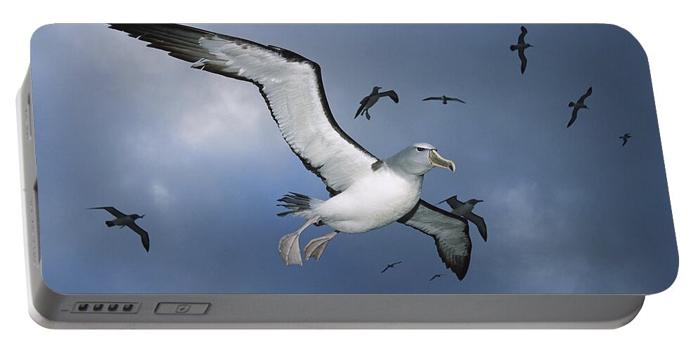 Feb0514 Portable Battery Charger featuring the photograph Salvins Albatrosses Bounty Islands #1 by Tui De Roy
