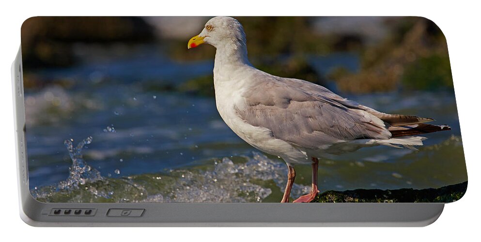 Closeup Portable Battery Charger featuring the photograph Seagull on a rock #2 by Nick Biemans