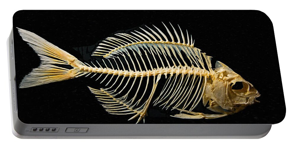 Sheepshead Fish Skeleton #1 Portable Battery Charger by Millard H