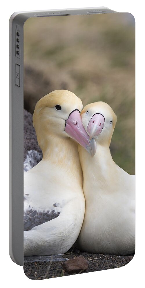536860 Portable Battery Charger featuring the photograph Short-tailed Albatross Torishima Isl by Tui De Roy