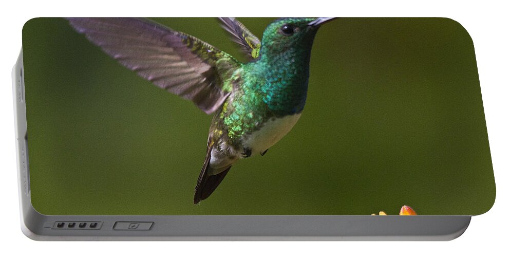 Bird Portable Battery Charger featuring the photograph Snowy-bellied Hummingbird by Heiko Koehrer-Wagner