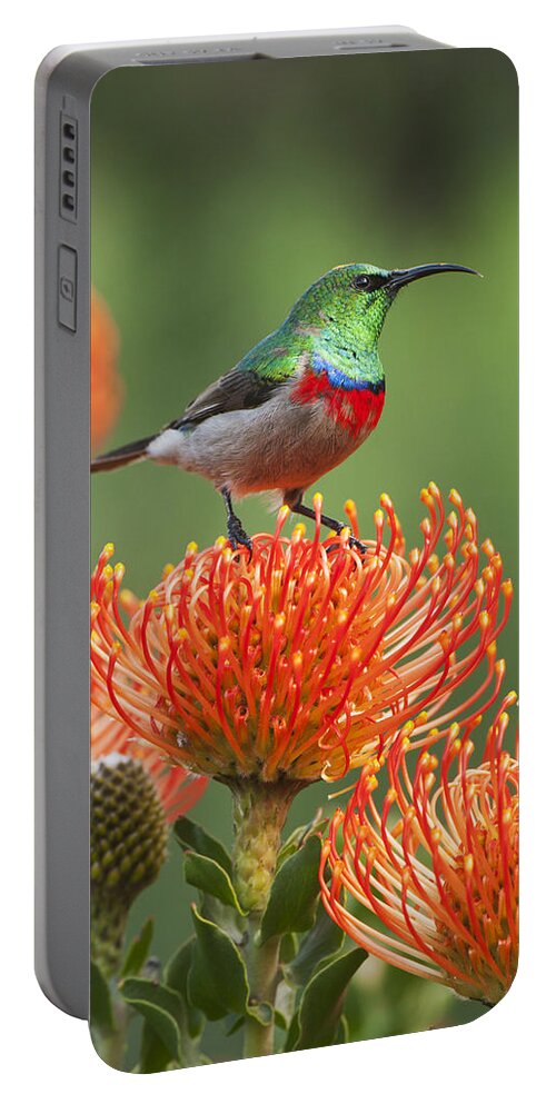 Feb0514 Portable Battery Charger featuring the photograph Southern Double-collared Sunbird #1 by Kevin Schafer