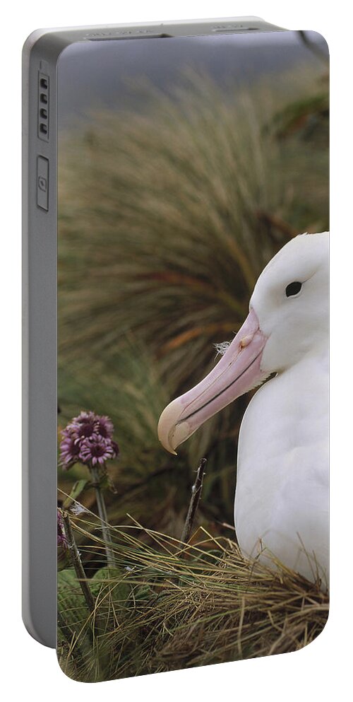 Feb0514 Portable Battery Charger featuring the photograph Southern Royal Albatross On Nest #1 by Tui De Roy