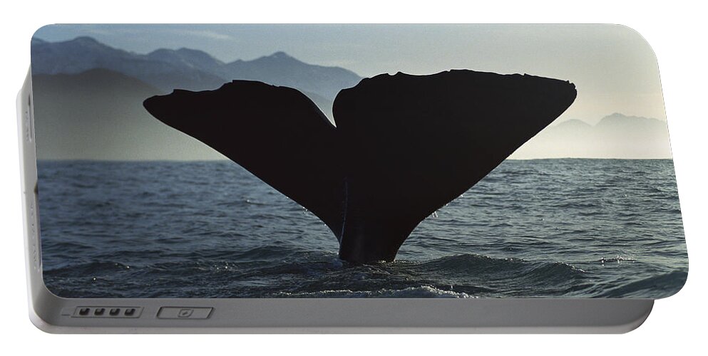 Feb0514 Portable Battery Charger featuring the photograph Sperm Whale Diving New Zealand #1 by Flip Nicklin