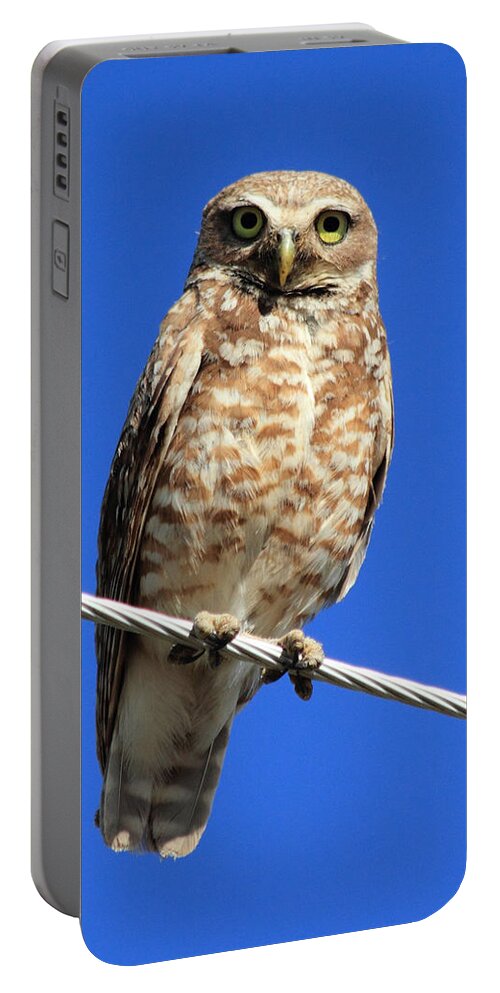 Owl Portable Battery Charger featuring the photograph Stare Down by Shane Bechler