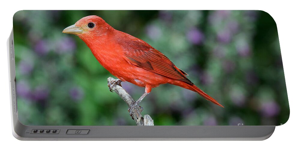 Summer Tanager Portable Battery Charger featuring the photograph Summer Tanager #1 by Anthony Mercieca