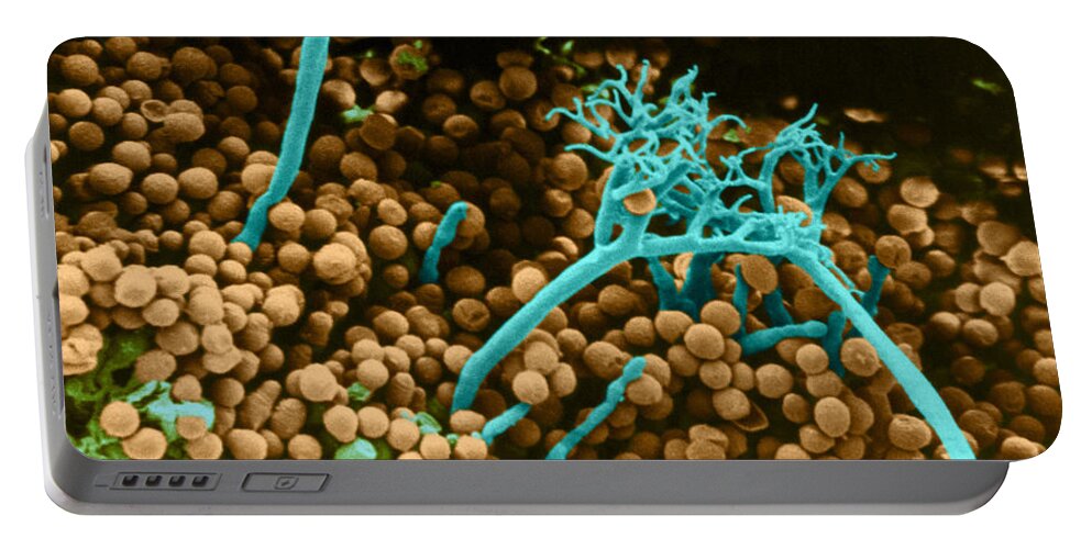 Science Portable Battery Charger featuring the photograph Surface Of Leaf With Fungal Infections #1 by Biophoto Associates
