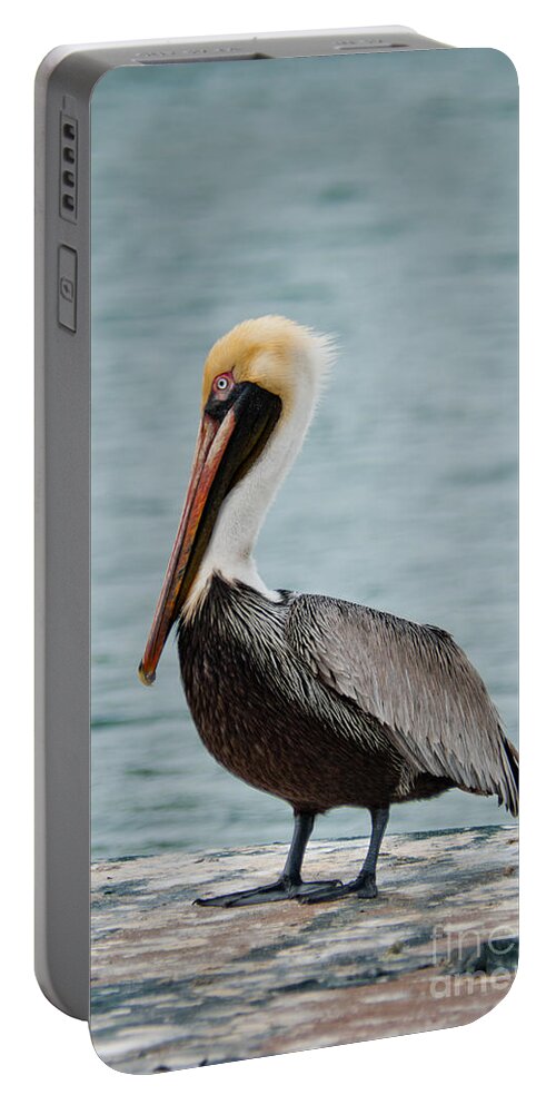 Usa Portable Battery Charger featuring the photograph The Pelican by Hannes Cmarits