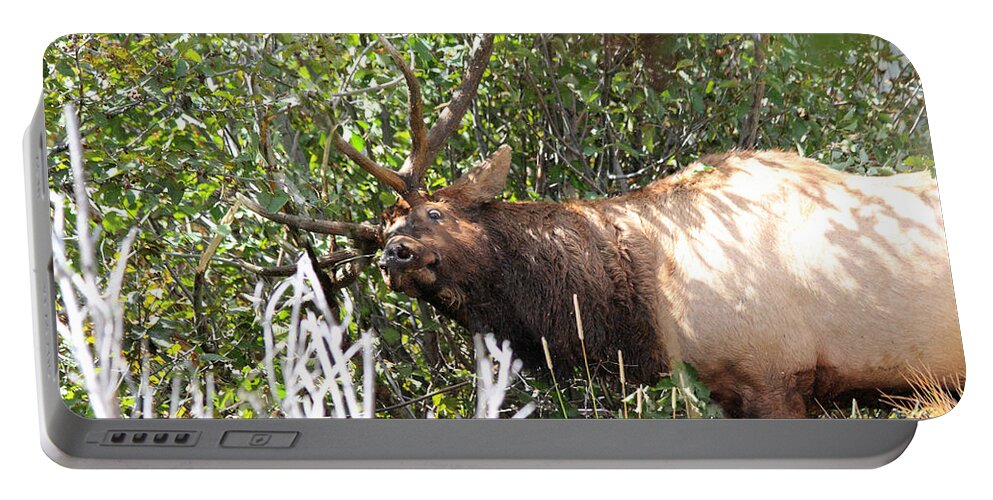 Elk Portable Battery Charger featuring the photograph The Rut by Shane Bechler