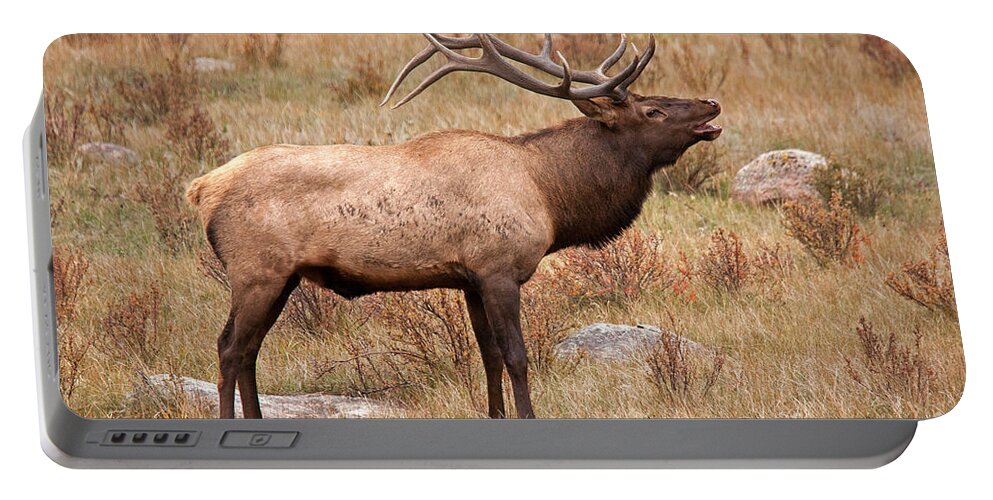 Autumn Portable Battery Charger featuring the photograph Wapiti Elk in Rocky Mountain National Park #1 by Fred Stearns