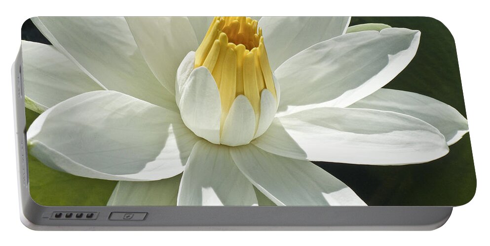 Water Llilies Portable Battery Charger featuring the photograph White Water Lily - Nymphaea by Heiko Koehrer-Wagner