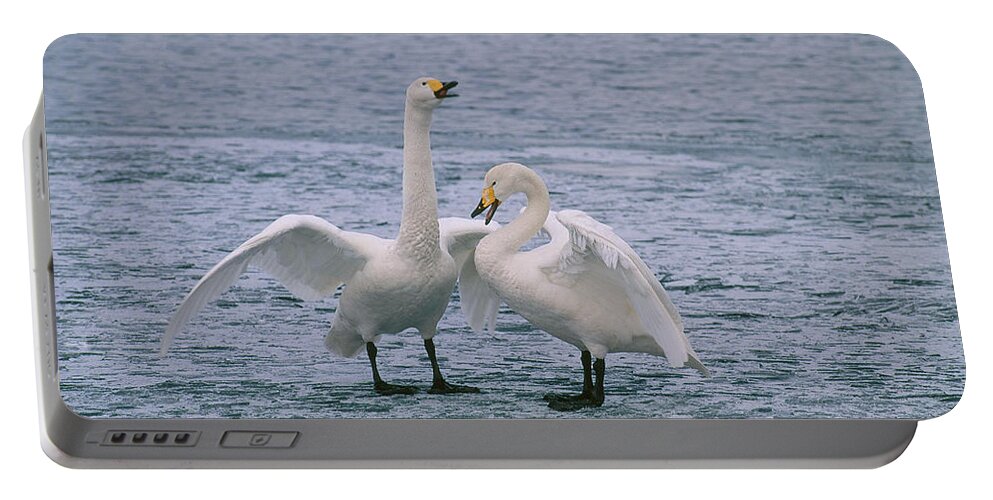 Anatidae Portable Battery Charger featuring the photograph Whooper Swans #1 by Akira Uchiyama