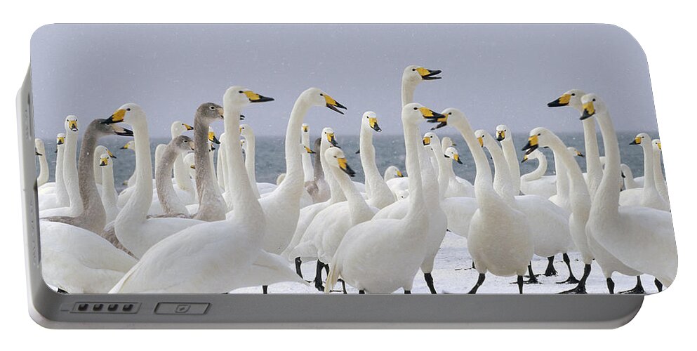 Feb0514 Portable Battery Charger featuring the photograph Whooper Swans Wintering Hokkaido Japan #1 by Konrad Wothe