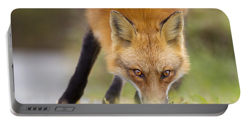 Wild Portable Battery Charger featuring the photograph Wild Eyes #1 by Mircea Costina Photography