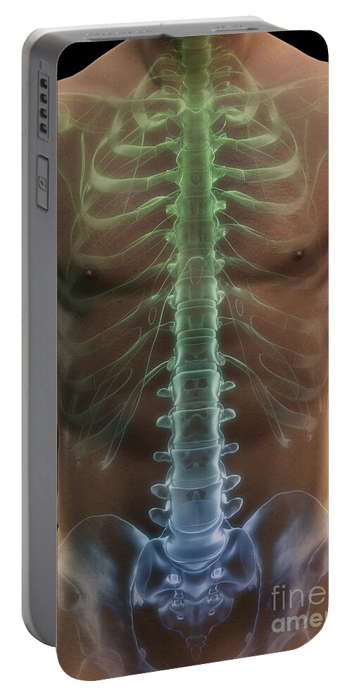 Vertebrae Portable Battery Charger featuring the photograph Bones Of The Torso #10 by Science Picture Co