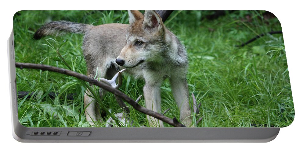 Wolf Portable Battery Charger featuring the photograph Gray Wolf Pup #10 by Amanda Stadther