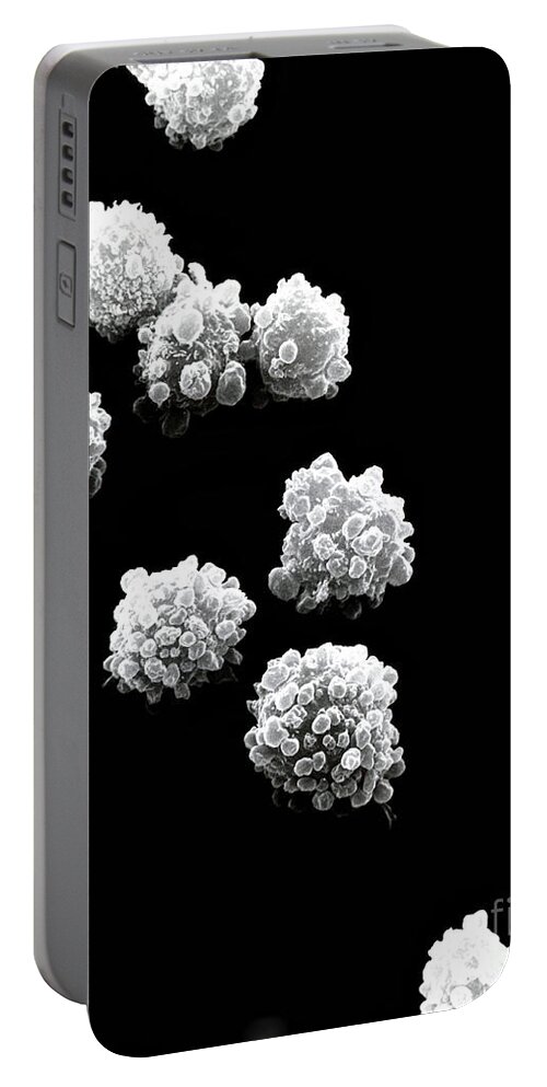 Lymphocyte Portable Battery Charger featuring the photograph Lymphocytes Undergoing Apoptosis, Sem #10 by David M. Phillips