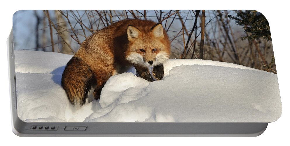 Minnesota Fauna Portable Battery Charger featuring the photograph Red Fox #10 by John Shaw