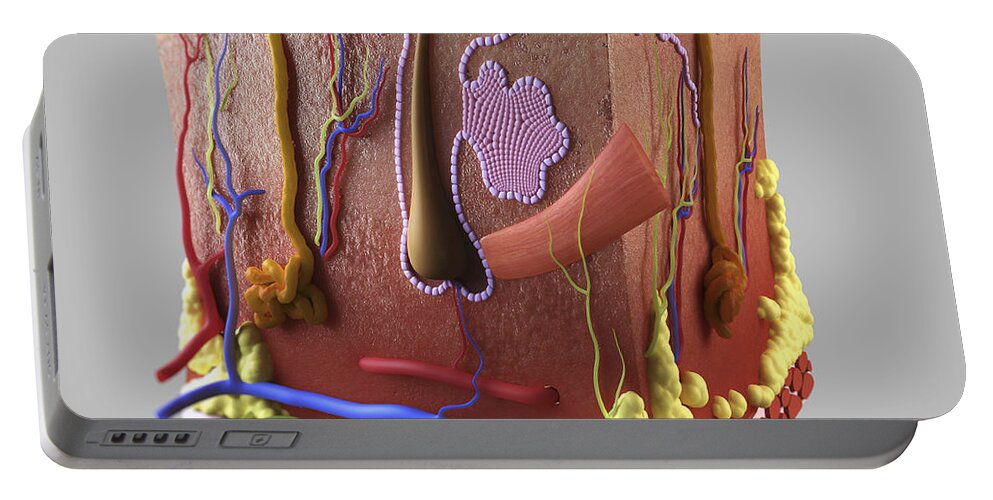 Biomedical Illustration Portable Battery Charger featuring the photograph Anatomy Of Human Skin #11 by Science Picture Co
