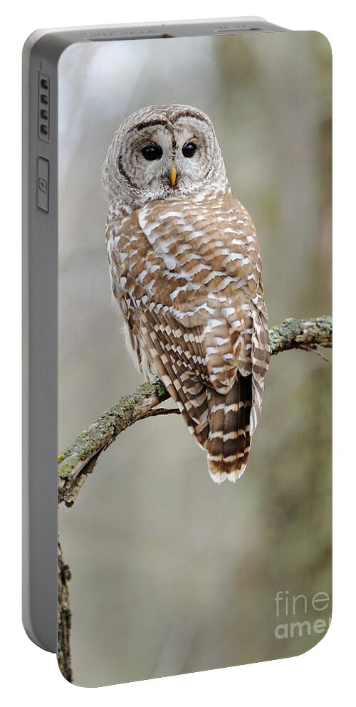Barred Owl Portable Battery Charger featuring the photograph Barred Owl by Scott Linstead