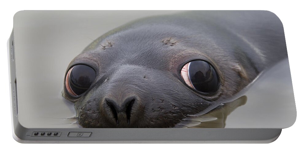 Hooded Seal Portable Battery Charger featuring the photograph 110714p127 by Arterra Picture Library