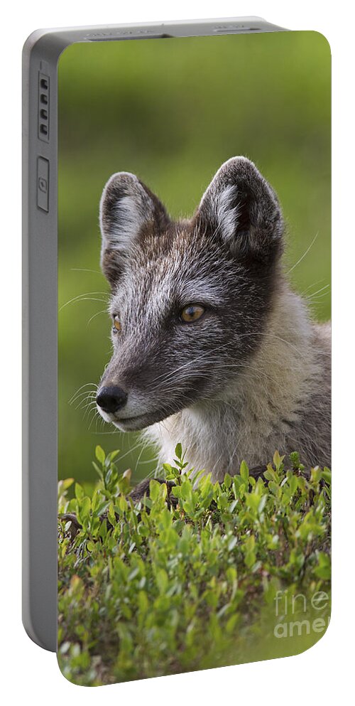 Arctic Fox Portable Battery Charger featuring the photograph 111216p030 by Arterra Picture Library